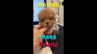 [animals] I made Maltipoo a Pomeranian friend.But…... #puppy #dog #cutedog