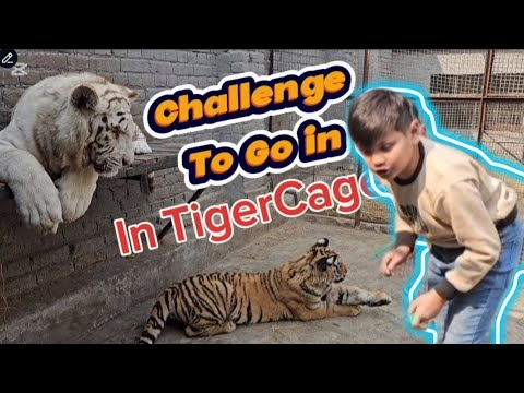 challenge to go in Tiger Cage | Azan Butt Tiger #animal #wildlife