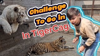 challenge to go in Tiger Cage | Azan Butt Tiger #animal #wildlife