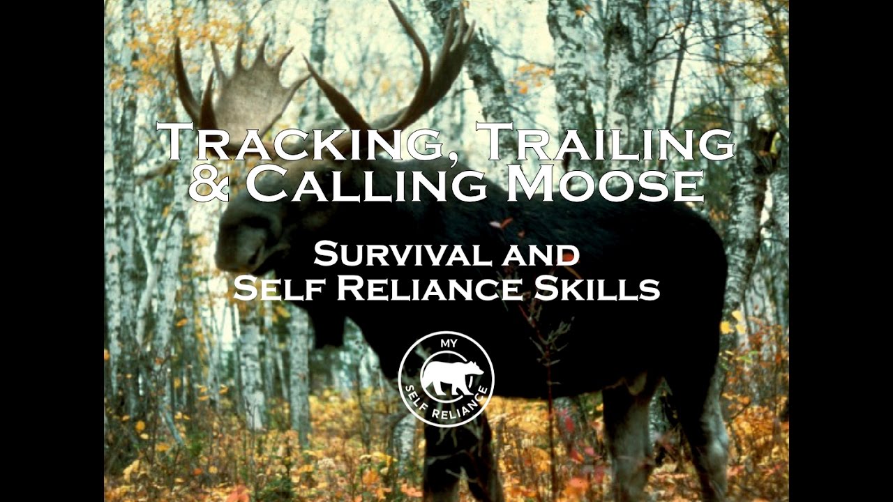 Calling and Tracking Moose During the Rut