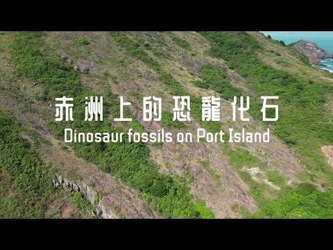 Dinosaur fossils on Port Island, December 2024