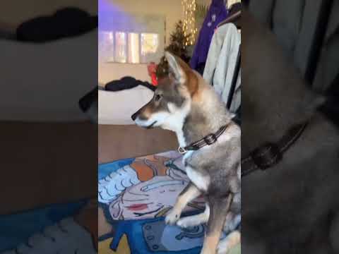 Inoxtag a eu PEUR pour Ace 😨🐕