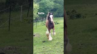 Clydesdale Filly Comparison #shorts #horse  #clydesdale