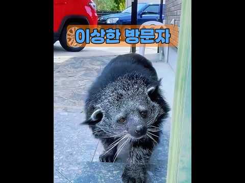 이상한 생물이 그 남자의 집에 찾아왔다 #animals #동물키우기 #동물