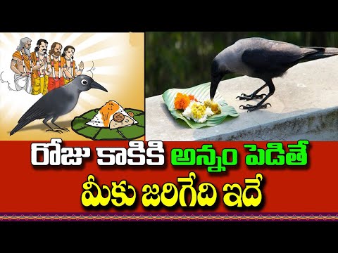 రోజు కాకికి అన్నం పెడితే మీకు జరిగేది ఇదే!! Feeding Crows Astrology | Significance of Feeding CROWS