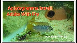 Apistogramma Borelli Spawn And Fry