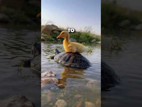 Puppy Rides Turtle! #animals #cute #puppy #sad