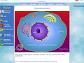 Protein Synthesis: Transcription and Translation Challenge