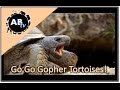 Gopher Tortoise Knowledge Assessment