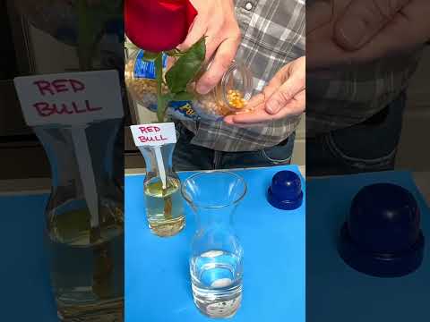 Testing what keeps flowers fresh longer. Part 1 #shorts