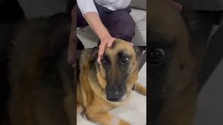 Não consegui conter as lágrimas 😭