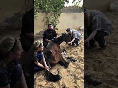 Rescuing the Abandoned Horse: Skin and Bones Amidst the Desolate Landfill #lovehorses #horse