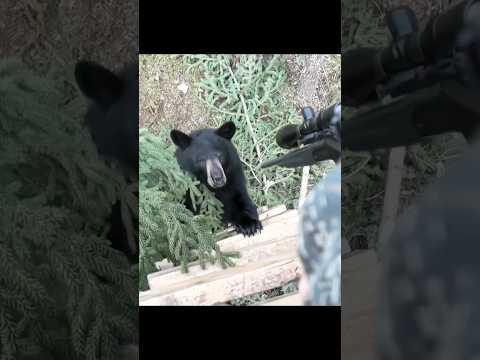 Close Call with Bear in My Tree Stand#охота #wildlife #bear #closecall
