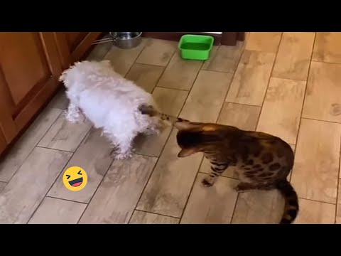 Dumb action funny Animals - Try Not To Laugh Cats And Dogs Videos #350