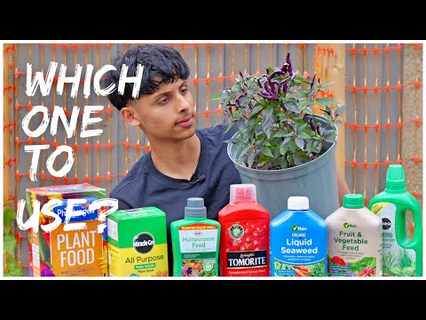 BEST FERTILISER FOR GROWING CHILLI PLANTS | GROWING GHOST PEPPERS IN UK