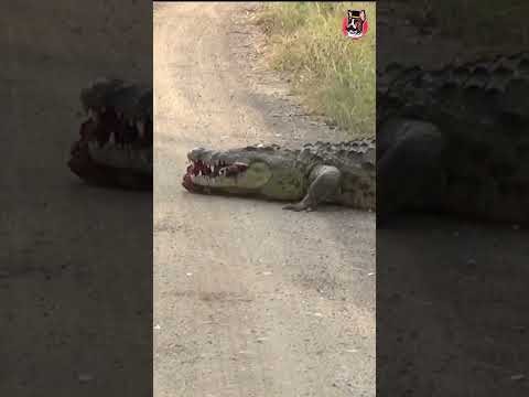 COCODRILO VS ELEFANTE #video #viral