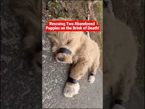 🔥🫵🏽Act Of Kindness - 2 Puppies Rescued💪🏽🐕 #dog  #puppy #shorts