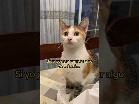 #cat #gatoschistosos #gato #gatitosgraciosos #gatos #gatogracioso #catlover #humor #gatosgraciosos