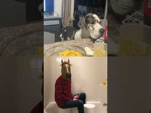 Man-horse turns Great Dane into a beat | “Devil Went Down to Georgia” Drum Cover