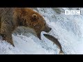 Grizzly Bears and Salmon: A Nutritional Journey