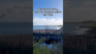 Rettung unmöglich? #wal #wismar #hope #inselpoel #tierrettung #shorts #traurig #whale