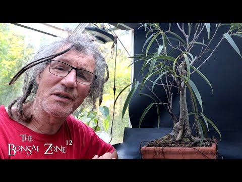 Major Work to My Sabre Leaf Ficus, The Bonsai Zone, July 2025