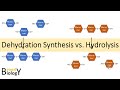 Dehydration Synthesis and Hydrolysis Concepts