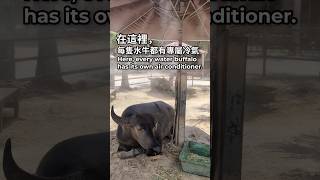 在這裡，每隻水牛都有牠的專屬冷氣機。Every water buffalo here has its own dedicated air conditioner. 日本沖繩八重山郡竹富島／石垣島旅行