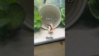 How I Saved an Axolotl 🚑