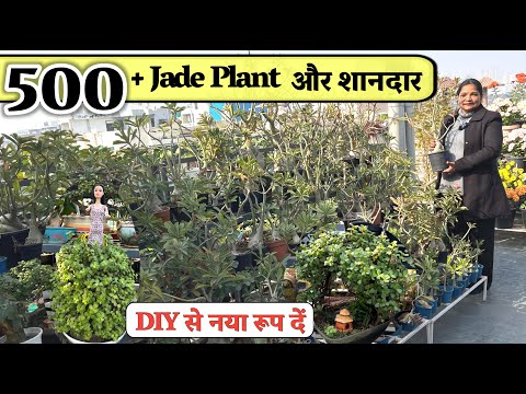 500 Jade Plant और शानदार DIY से उसे नया रूप दें और पुराने सामान को बनाएं एकदम नया