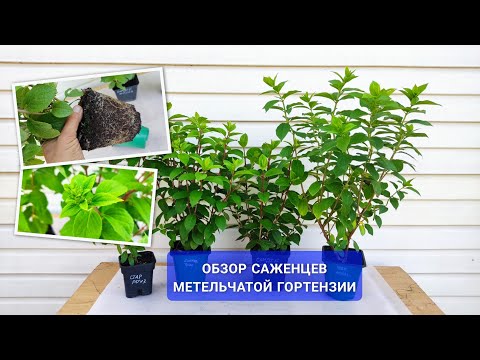 🔥 САЖЕНЦЫ ГОРТЕНЗИИ МЕТЕЛЬЧАТОЙ, КОТОРЫЕ ЗАЦВЕТУТ В ГОД ПОСАДКИ 🌱