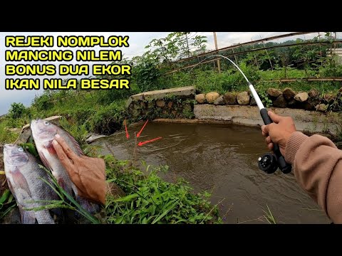 Rejeki Nomplok Mancing Diselokan Dapat Bonus Dua Ekor Ikan Nila Besar Besar