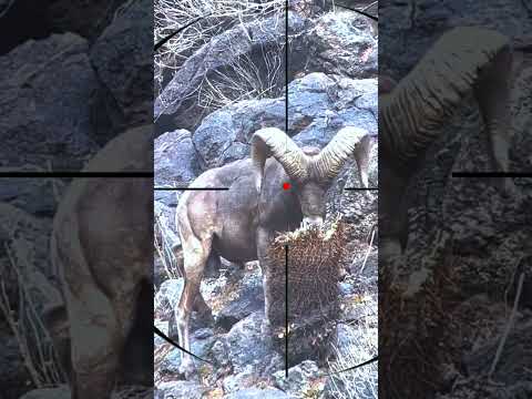 Mountain Goat Hunting | Caccia alla capra di montagna