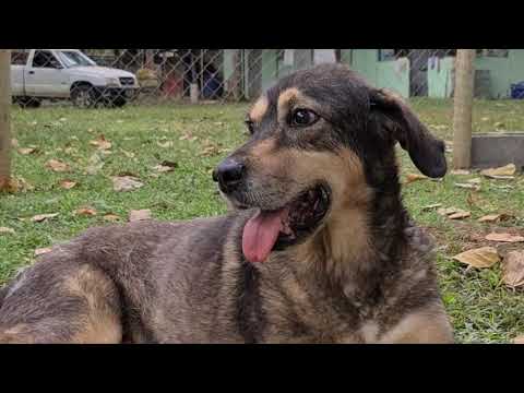 esse cachorro sabe falar alemão e lutar karatê