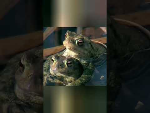 Жабам тоже не везет #beyond #moment #facts #новости #animals #документальныйфильм #животные