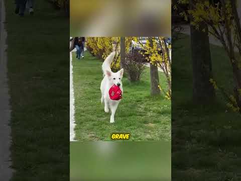 Un Chien Sauve de Petits Chiots en Détresse ??