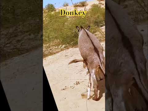 Donkey tharparkar desert thar donkey #animals #animalshorts