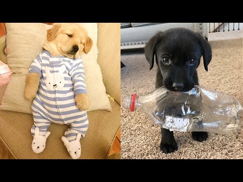 Baby Dogs - Cute and Funny Dog Videos Compilation #8 | Aww Animals