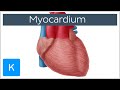 Understanding the Myocardium
