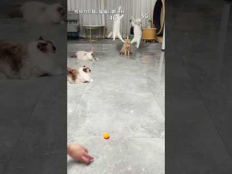 【#乔巴日记】猫的反应不是人的7倍吗 #动物的迷惑行为 #萌宠成精了 #猫咪