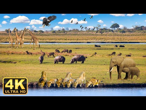 4K African Animals: Ruaha National Park - Relaxing Music With Video About African Wildlife #2