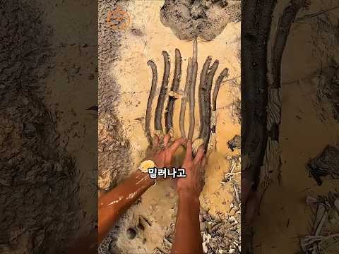 이런 진흙을 보면 바로 퍼 담으세요