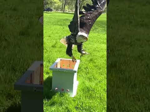 Rehabilitated Eagle Released #baldeagle #conservation #wildlife