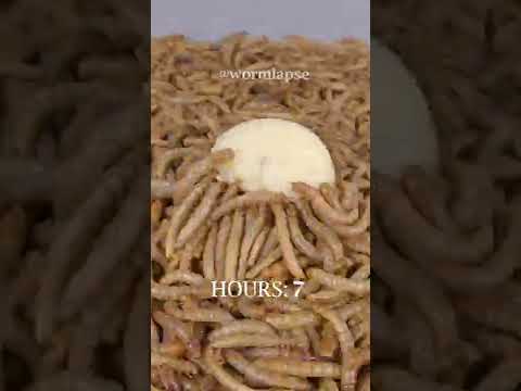 10 000 Mealworms vs Cheese