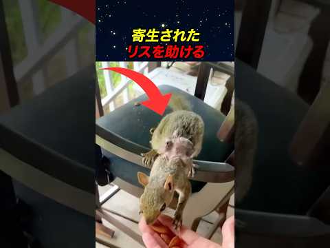 【200万再生】寄生されたリスを助ける