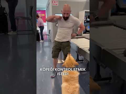 Köpek uçakta insanlardan daha iyi davrandı #shorts