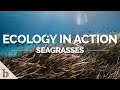 Seagrass Ecosystems and Their Importance