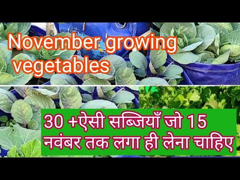 November growing vegetables