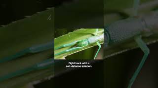 This Insect Fights Back With a Self-Defense Solution | #DeepLook #Shorts