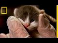 Rescue Inc. Cat Rescue Operations